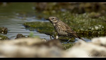 Water Pipit