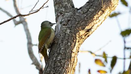 Grey-headed Woodpecker