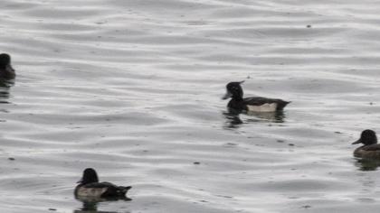 Tufted Duck