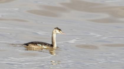 Great Crested Grebe