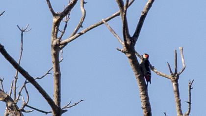 Syrian Woodpecker