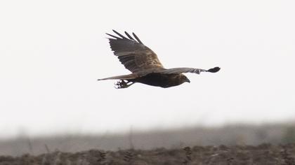 Western Marsh Harrier