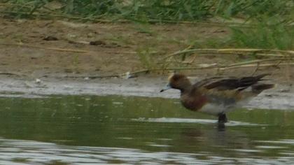 Eurasian Wigeon