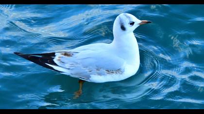 Black-headed Gull