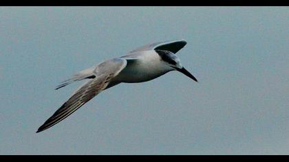 Sandwich Tern