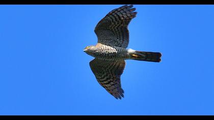 Eurasian Sparrowhawk