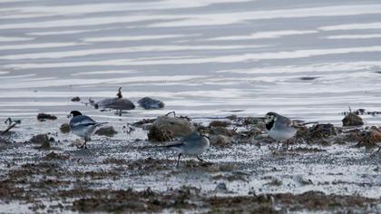 White Wagtail