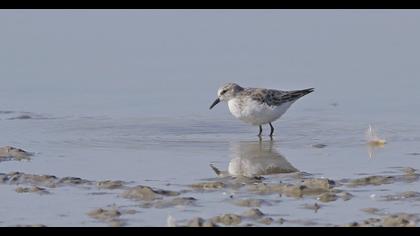 Little Stint