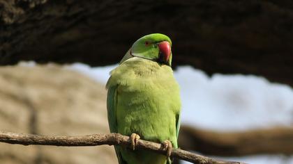 Rose-ringed Parakeet