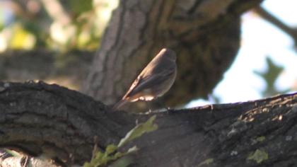 Black Redstart