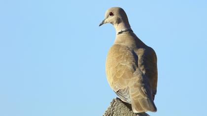 Eurasian Collared Dove