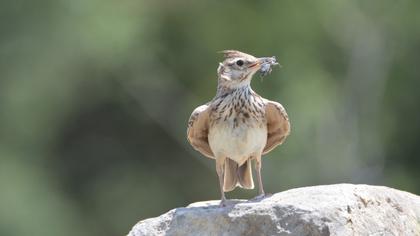 Crested Lark