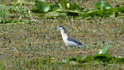 Black-crowned Night Heron