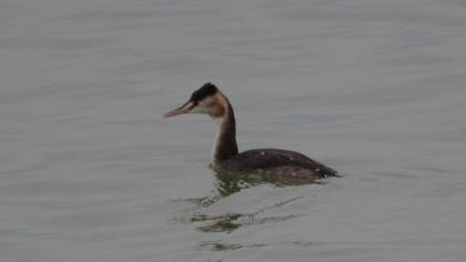 Great Crested Grebe