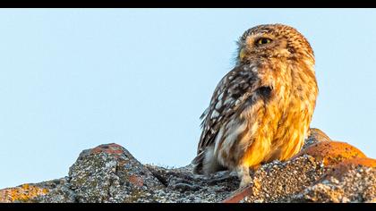 Little Owl
