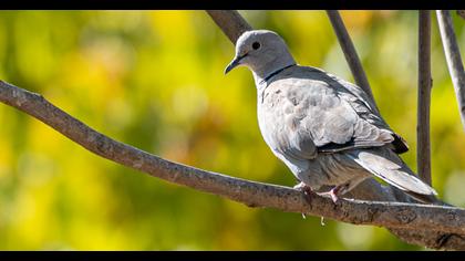 Eurasian Collared Dove