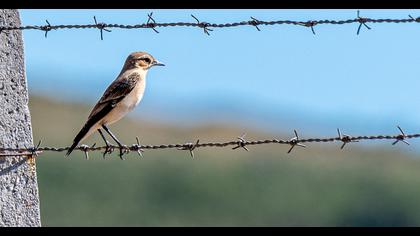 Northern Wheatear