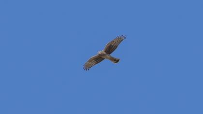 Hen Harrier