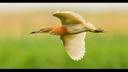 Squacco Heron