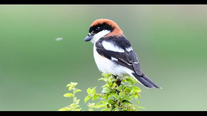 Woodchat Shrike
