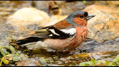 Common Chaffinch