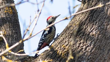 Middle Spotted Woodpecker