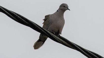 Eurasian Collared Dove