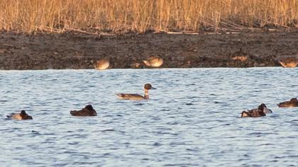 Northern Pintail