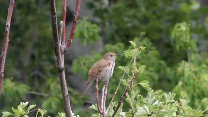 Common Nightingale