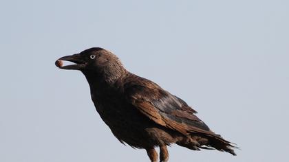 Western Jackdaw