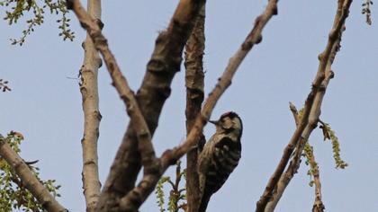 Lesser Spotted Woodpecker