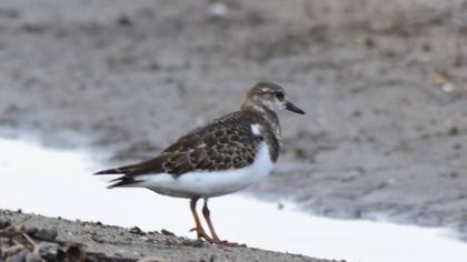 Ruddy Turnstone