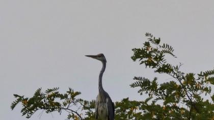 Grey Heron