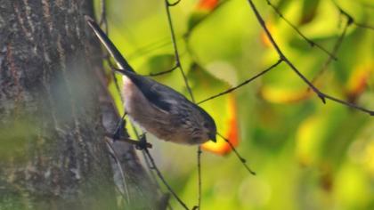 Long-tailed Tit