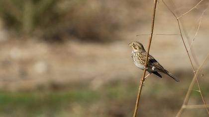 Corn Bunting