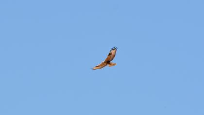 Long-legged Buzzard