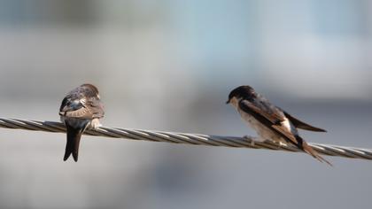Common House Martin
