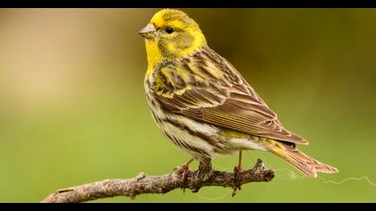 European Serin