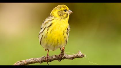 European Serin