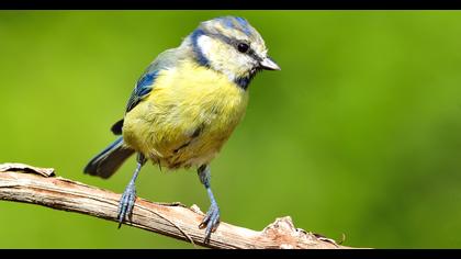 Eurasian Blue Tit