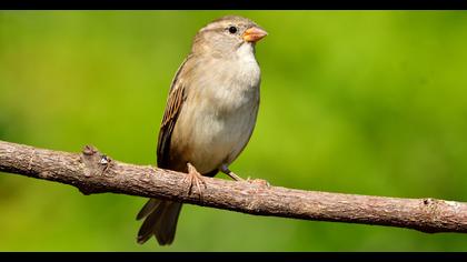 House Sparrow
