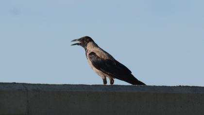 Hooded Crow