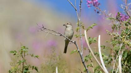 Red-backed Shrike