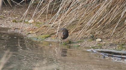 Spotted Crake