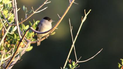 Eurasian Blackcap