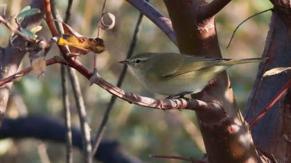 Common Chiffchaff