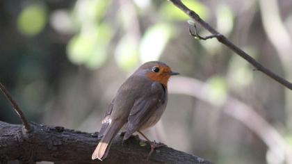 European Robin