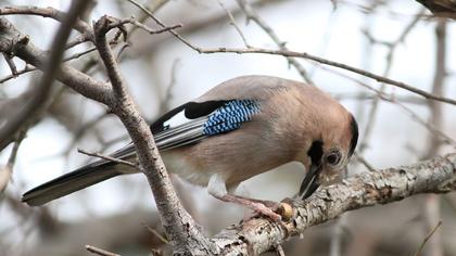 Eurasian Jay