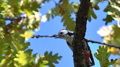 Middle Spotted Woodpecker