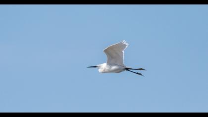 Little Egret